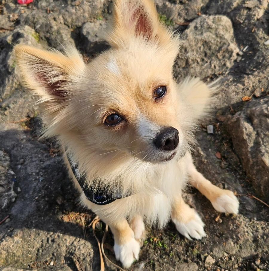 One of the pets in Tracey's care